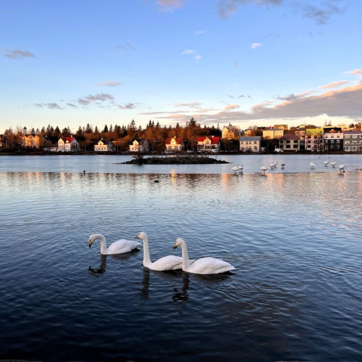🦆 Serenity in the Heart of Reykjavík: A Complete Guide to Lake Tjörnin — and Why Hótel Reykjavík Saga Is Your Perfect Urban Oasis
