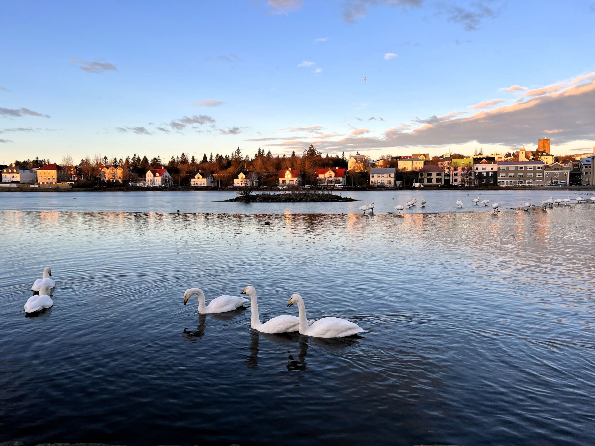 🦆 Serenity in the Heart of Reykjavík: A Complete Guide to Lake Tjörnin — and Why Hótel Reykjavík Saga Is Your Perfect Urban Oasis