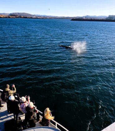 🐋 The Ultimate Reykjavík Whale Watching Guide: From Hotel Doorstep to Oceanic Wonder — with Hótel Reykjavík Saga as Your Perfect Base