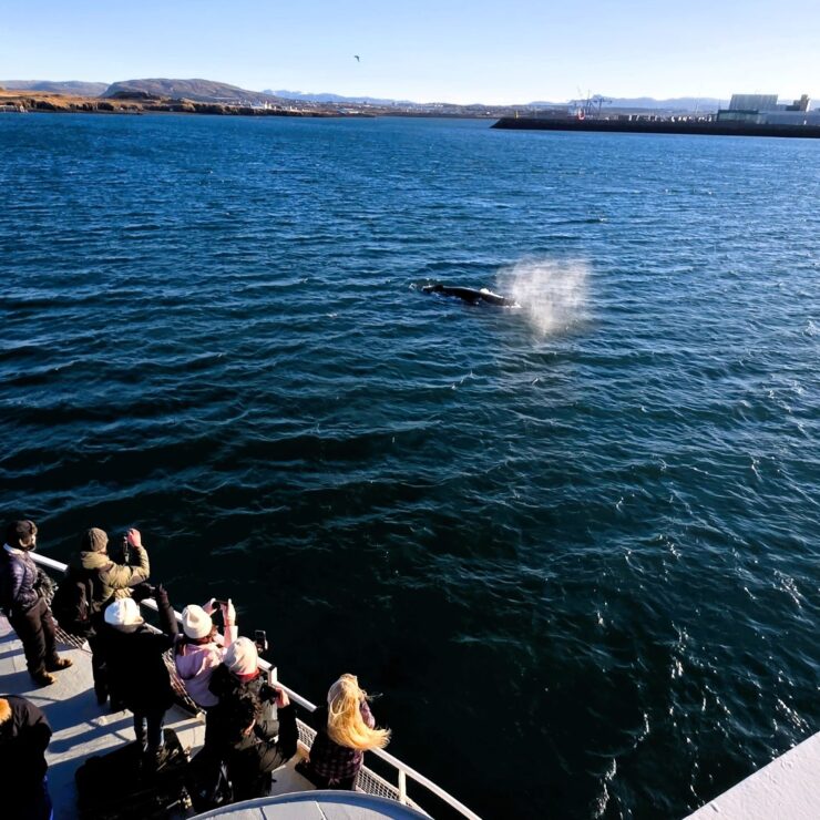 🐋 The Ultimate Reykjavík Whale Watching Guide: From Hotel Doorstep to Oceanic Wonder — with Hótel Reykjavík Saga as Your Perfect Base